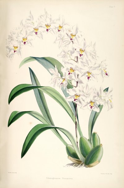 Illustration de Odontoglossum nobile (syn. Odontoglossum pescatorei) - James Bateman